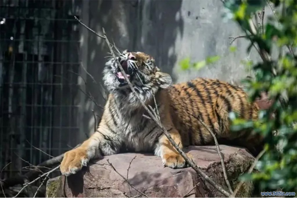 雌性孟加拉虎“红糖”。&nbsp; 上海动物园 图