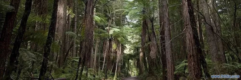 宜信财富：城墙之内，绿树成荫